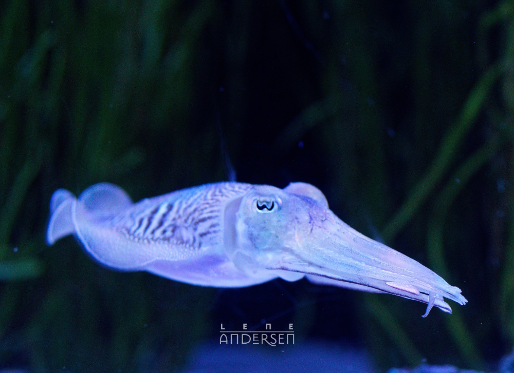 A cuttlefish on a dark background. It's glowingin purples and blues, looking very otherworldly. Lene Andersen logo
