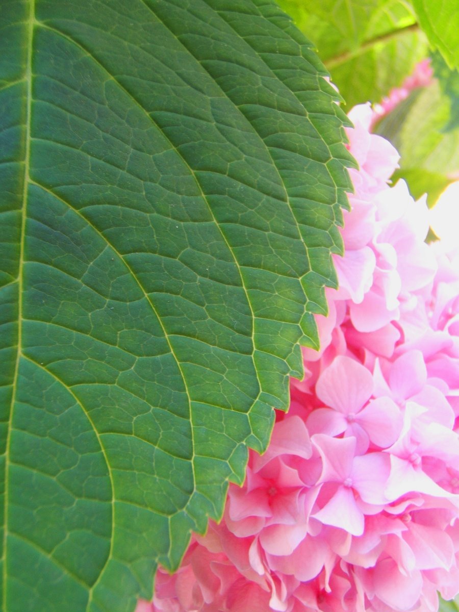 [Hydrangea+Leaf.jpg]