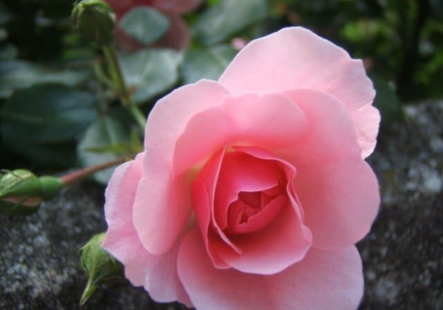A-Perfect-Rose.1