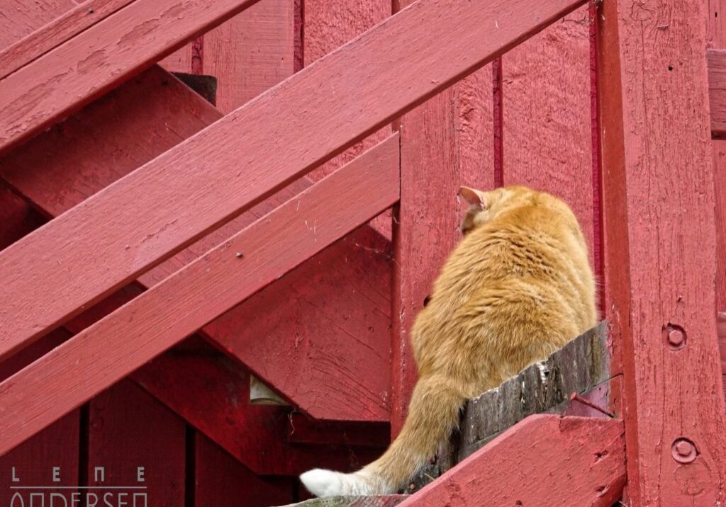 Barn cat on Barn Stairs