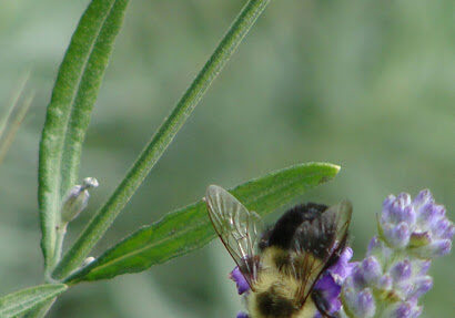Bumblebee-in-Lavender