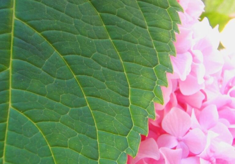 [Hydrangea+Leaf.jpg]