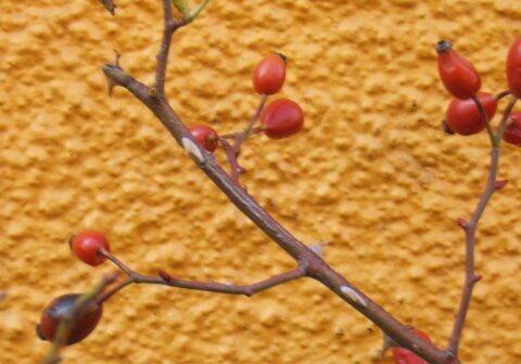 Red-Berries-Yellow-Wall