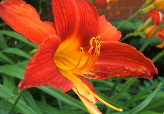 Red-Lily.1