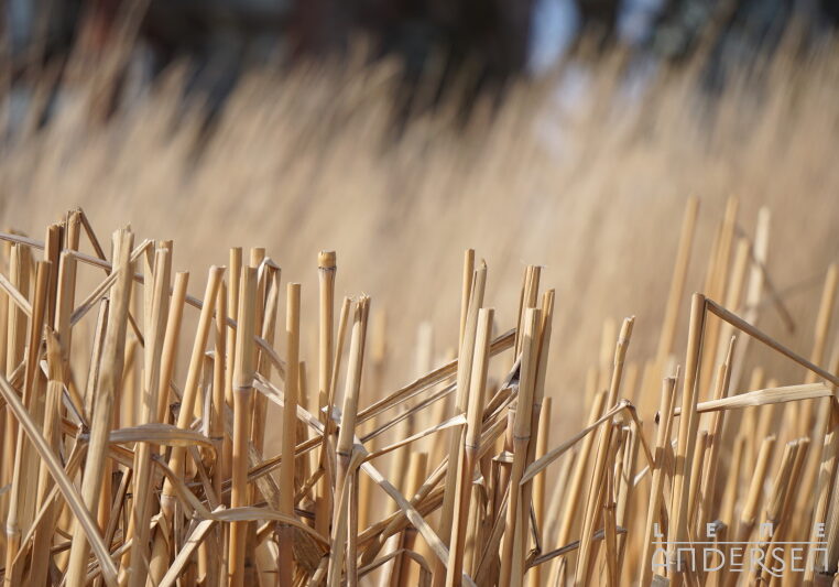 Reeds upon Reeds