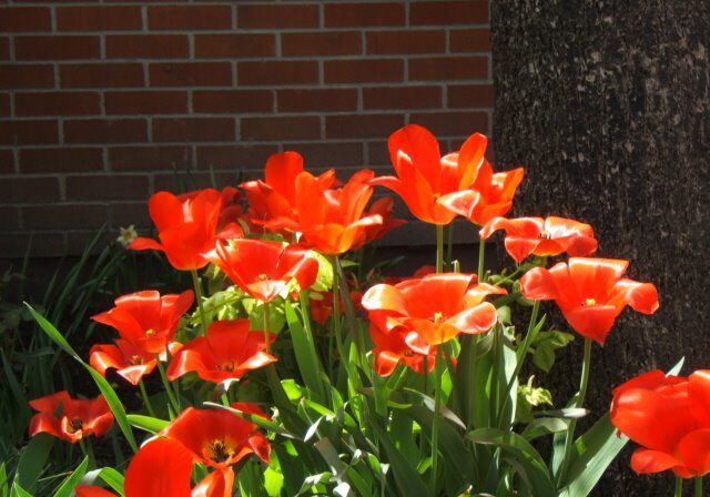 Tulips1