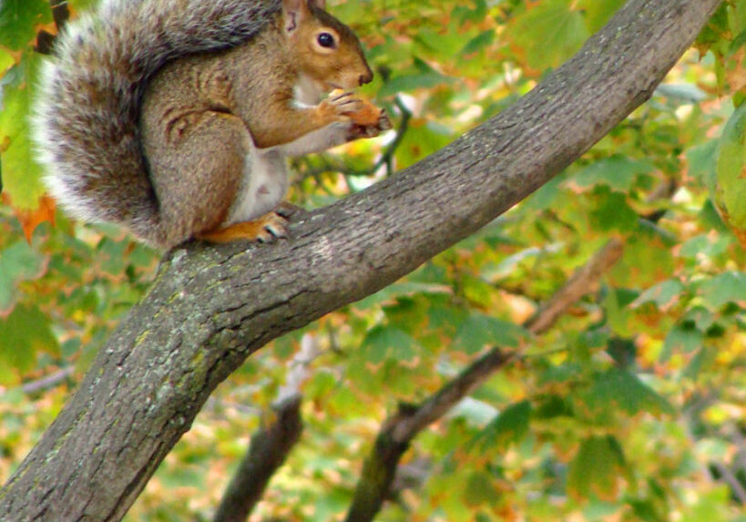 squirrelsnack