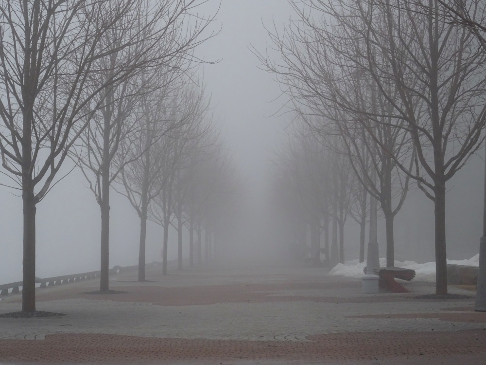 A boulevard of leafless trees in the fog
