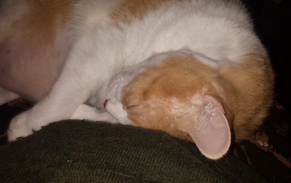a white and orange tabby sleeps on my lap, pushing her head into my soft stomach